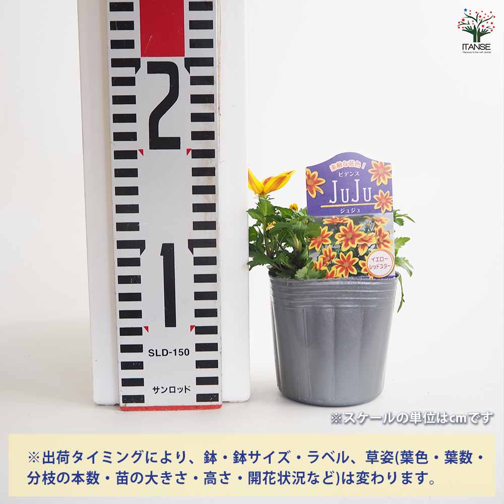 ビデンス ジュジュ イエローレッドスター 【花苗 3号】｜ 【植物の