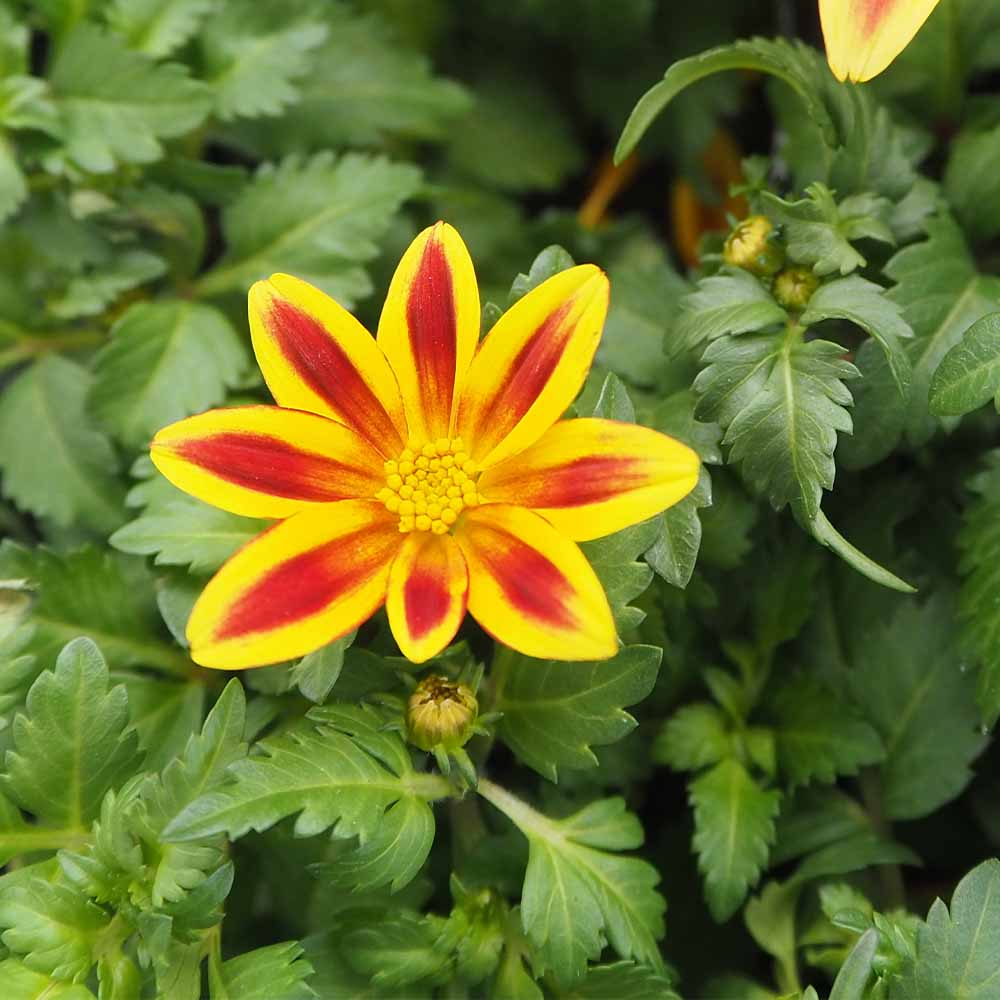 ビデンス ジュジュ イエローレッドスター 【花苗 3号】