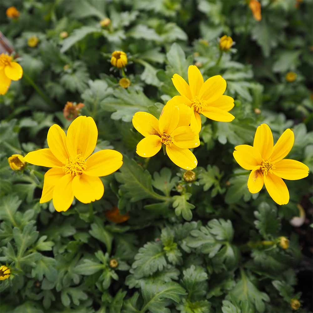 ビデンス ジュジュ ゴールド 【花苗 3号】