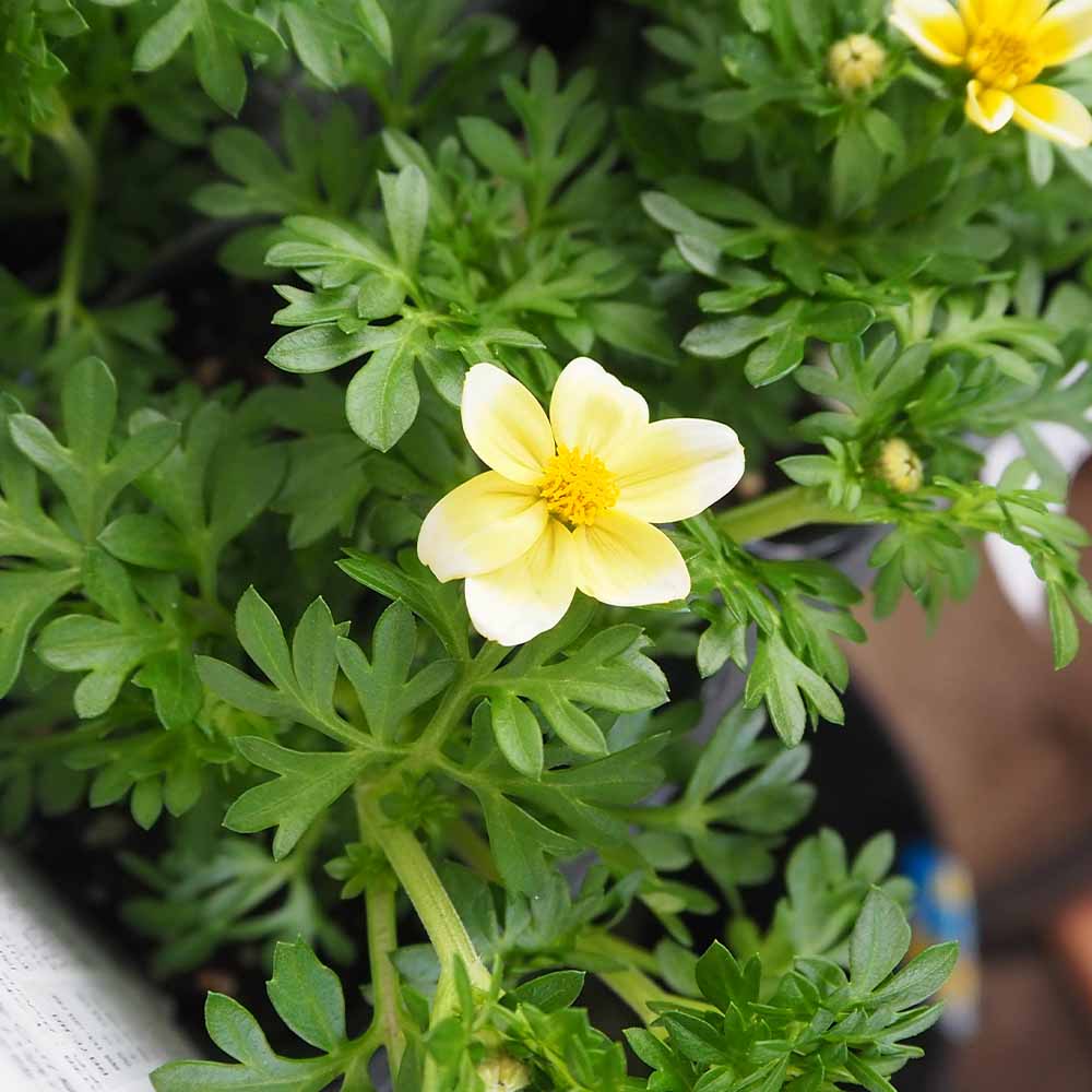 ビデンス キャンプファイヤーレモンシロップ 【花苗 3号】