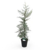 コニファー ブルーアイス 【庭木 5号／1個売り】|植木・花木
