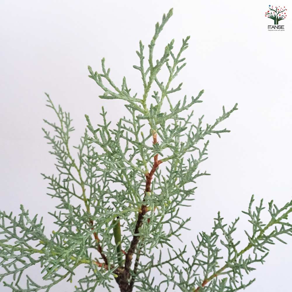 コニファー ブルーアイス 【庭木 5号／1個売り】｜ 【植物の