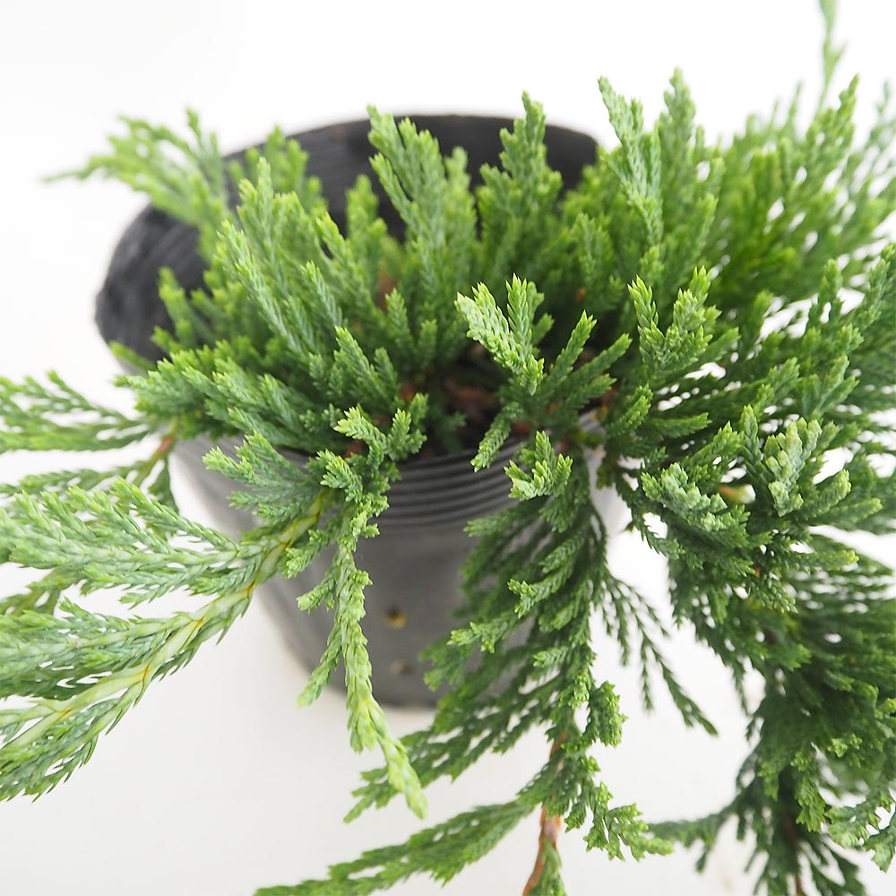 コニファー バーハーバー 【庭木 5号／1個売り】