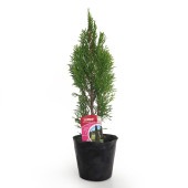 コニファー エメラルド 【庭木 5号／1個売り】|植木・花木