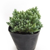 コニファー ブルースター 【庭木 5号／1個売り】|植木・花木