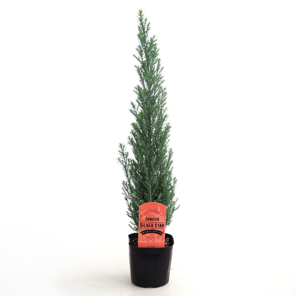 コニファー シルバースター 【庭木 3号】