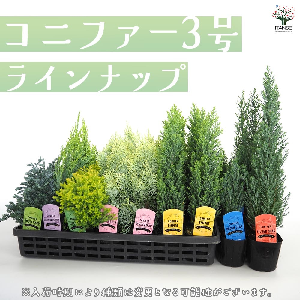 コニファー シルバースター 【庭木 3号】｜ 【植物のITANSE