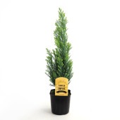 コニファー エンパイア 【庭木 3号】|植木・花木