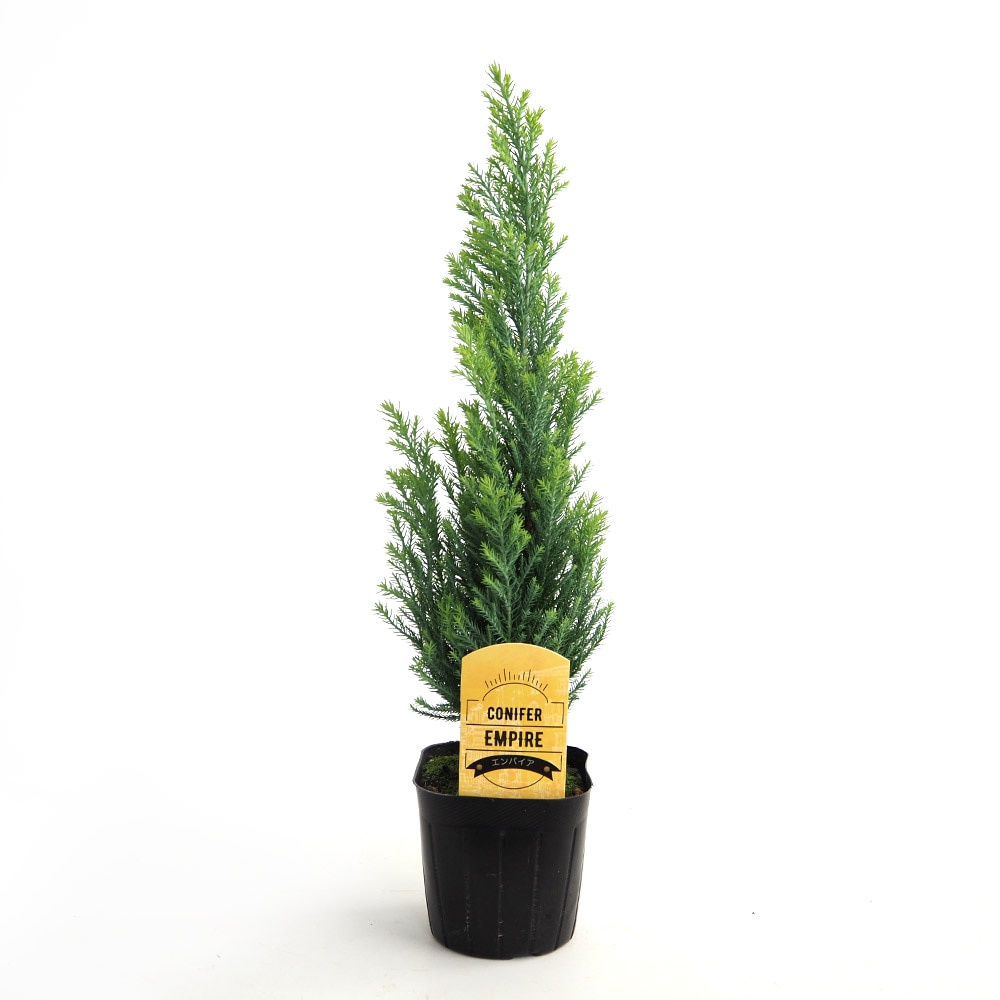 コニファー エンパイア 【庭木 3号】