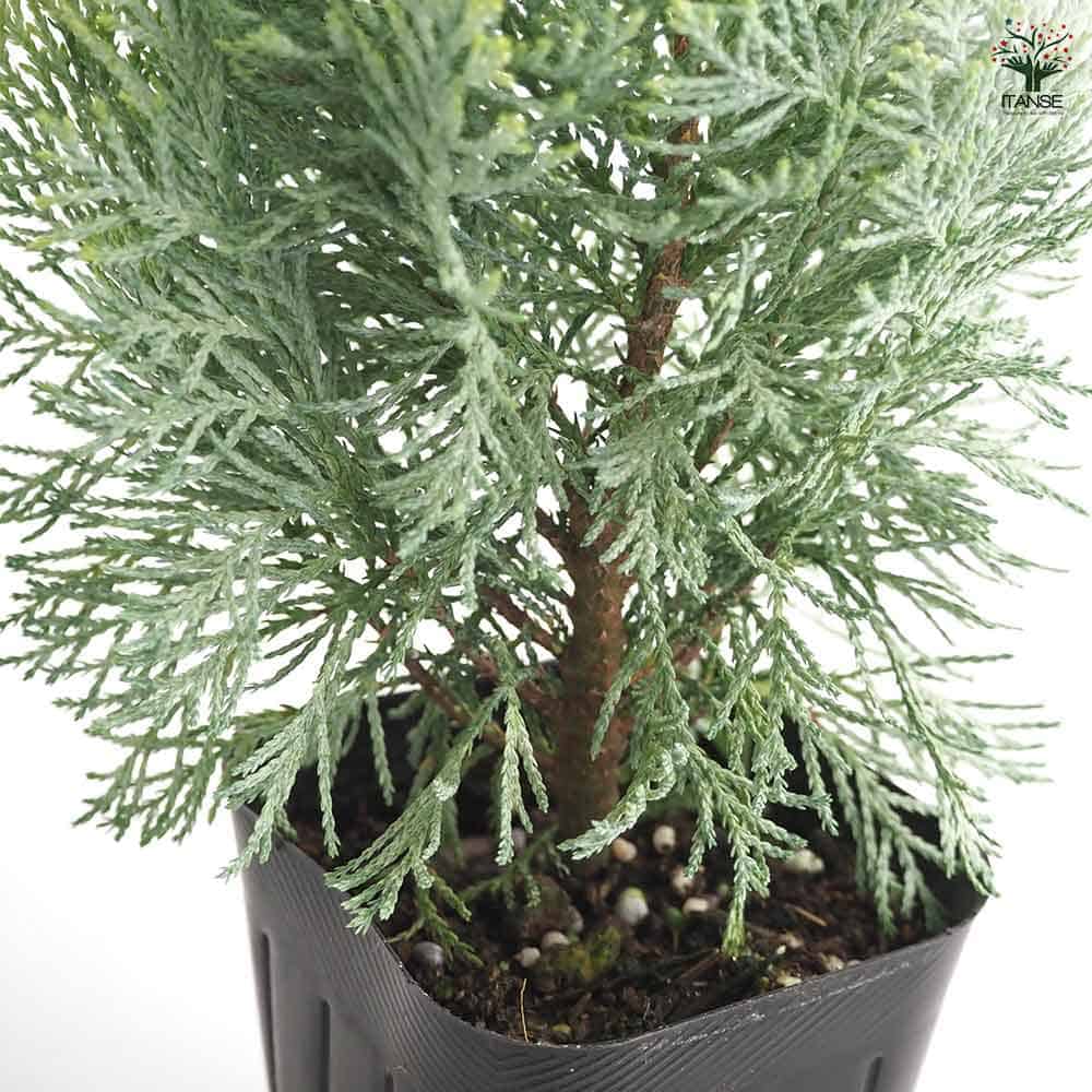 現品　ネズ　ネズミサシ　コニファー　特大苗　4mほど　山採り 92 山採り バイカツツジ