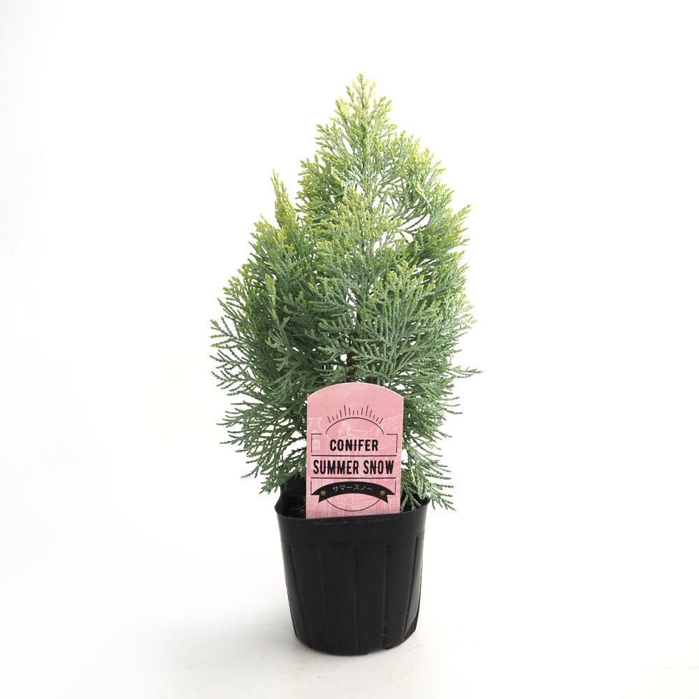 コニファー サマースノー 【庭木 3号】