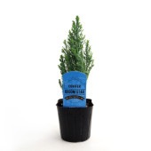 コニファー ブルームスター 【庭木 3号】|植木・花木