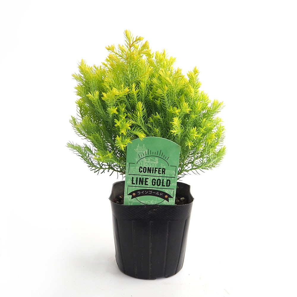 コニファー ラインゴールド 【庭木 3号】
