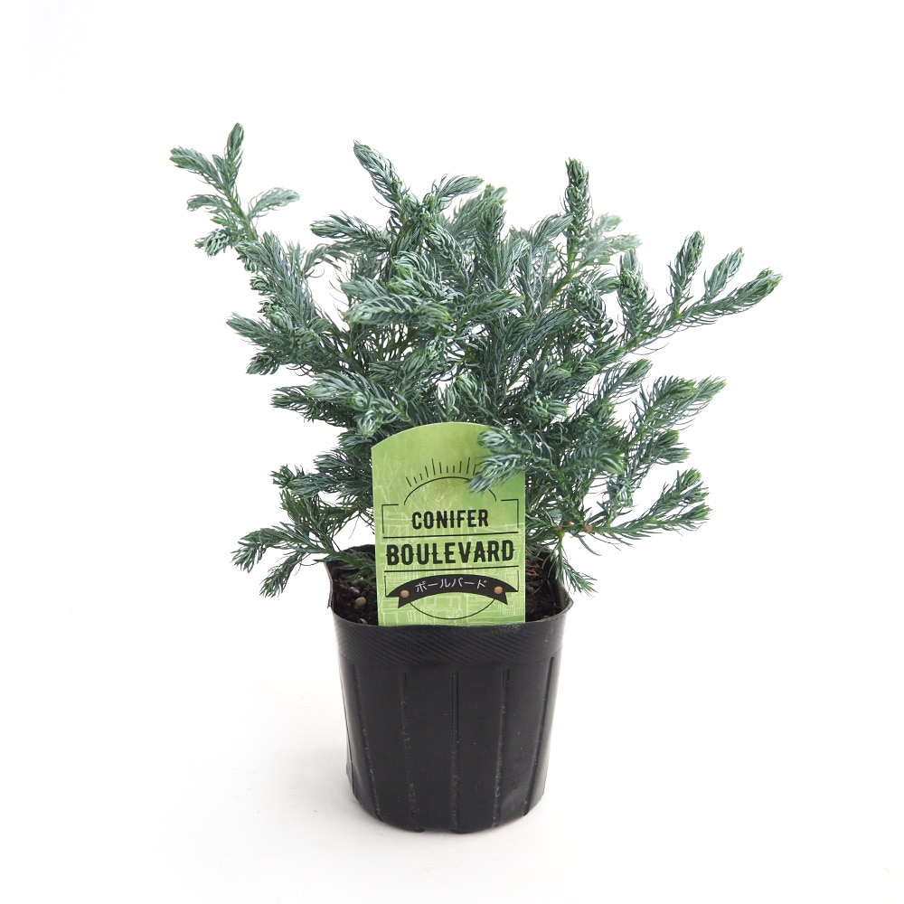 コニファー ボールバード 【庭木 3号】