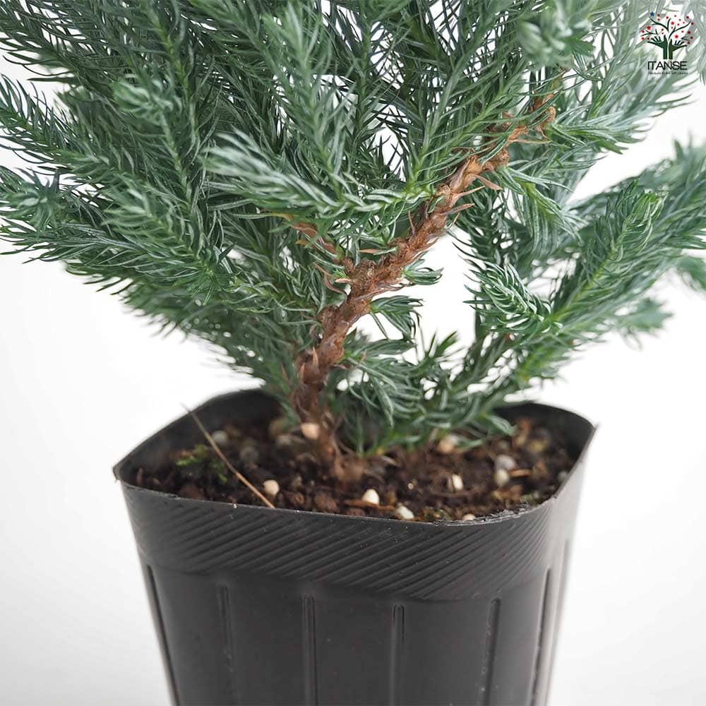 コニファー ボールバード 【庭木 3号】｜ 【植物のITANSE】全品