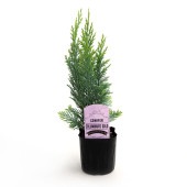 コニファー コルムナリスゴールド 【庭木 3号】|植木・花木
