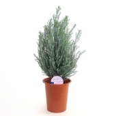 コニファー シルバースター 【庭木 4号／1個売り】|植木・花木