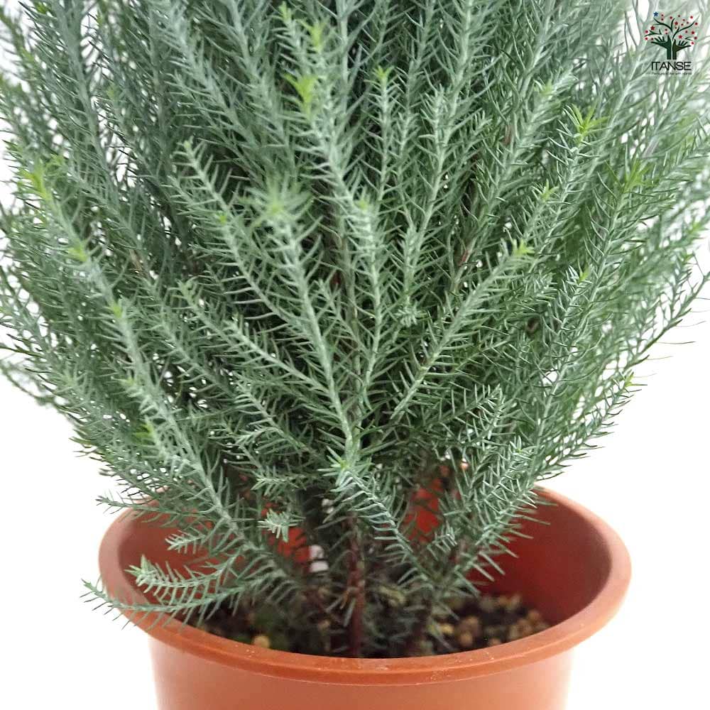 コニファー シルバースター 【庭木 4号／1個売り】｜ 【植物の