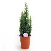 コニファー エンパイヤ 【庭木 4号／1個売り】|植木・花木