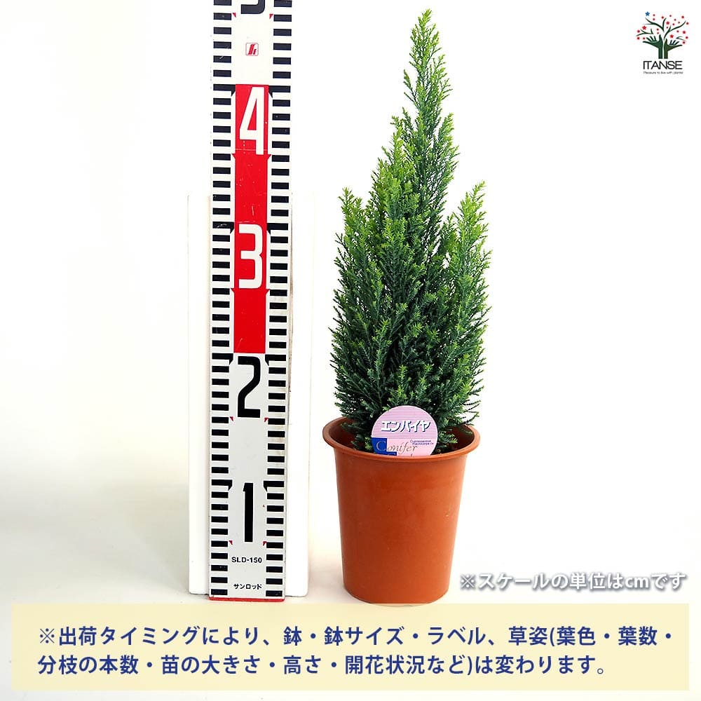 コニファー エンパイヤ 【庭木 4号／1個売り】｜ 【植物のITANSE