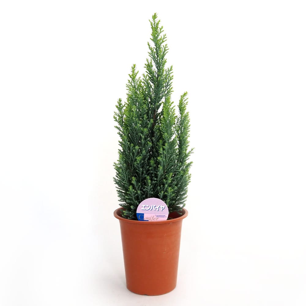 コニファー エンパイヤ 【庭木 4号／1個売り】