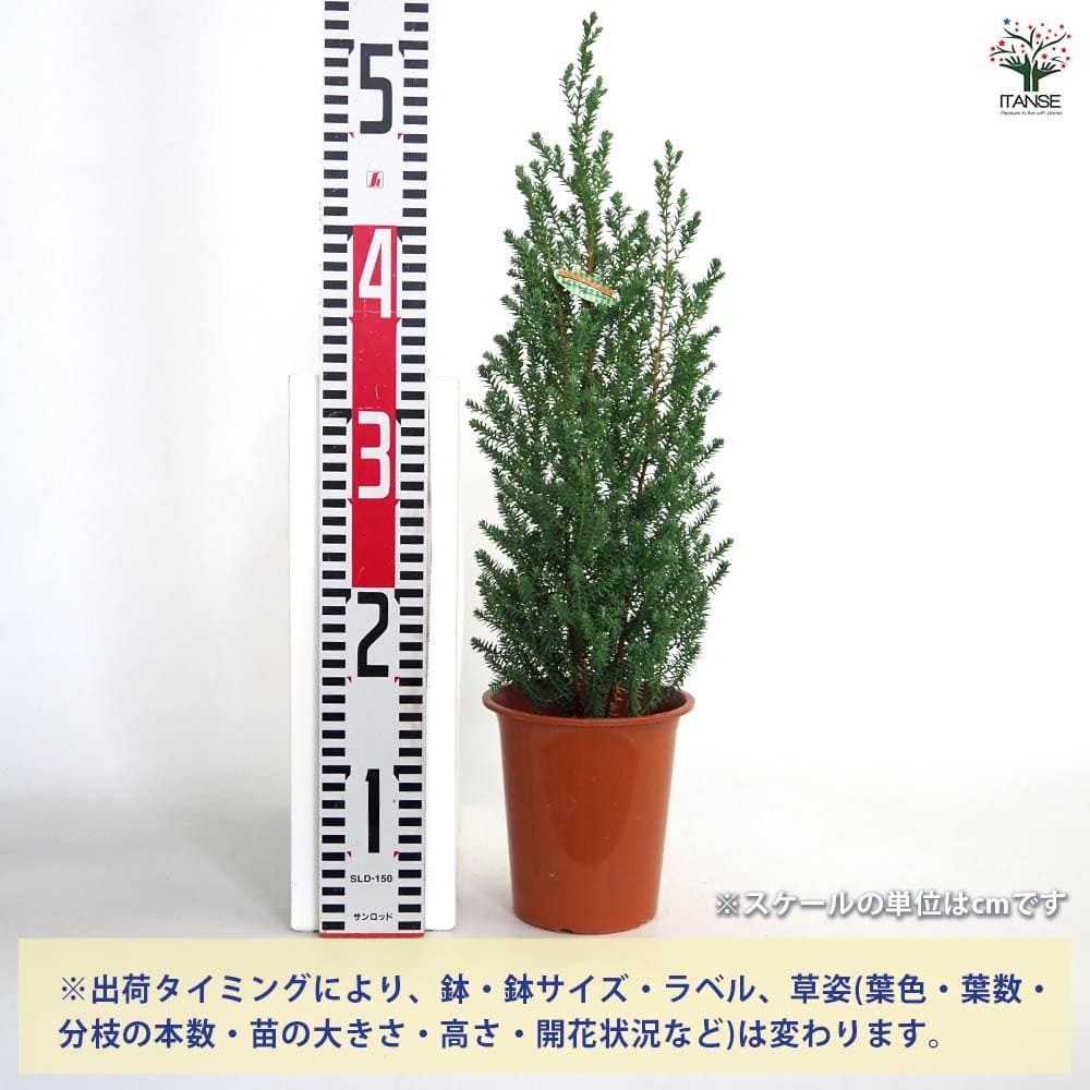 コニファー レッドスター パープルフェザー 【庭木 4号／1個売り