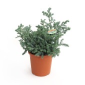 コニファー ブルーバード 【庭木 4号／1個売り】|植木・花木