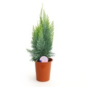 コニファー アルミゴールド 【庭木 4号／1個売り】|植木・花木