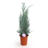 コニファー コルムナリス 【庭木 4号／1個売り】|植木・花木