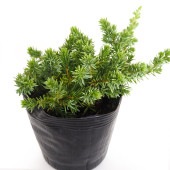 コニファー ブルーパシフィック 【庭木 5号／1個売り】|植木・花木