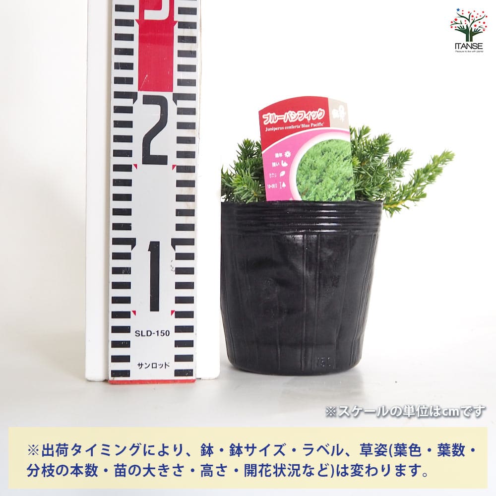 コニファー ブルーパシフィック 【庭木 5号／1個売り】｜ 【植物の