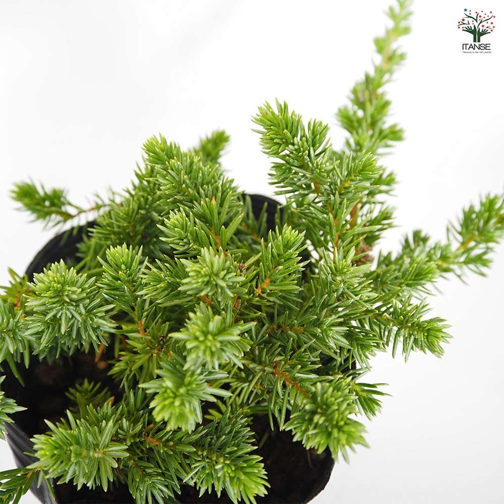 コニファー ブルーパシフィック 【庭木 5号／1個売り】｜ 【植物の