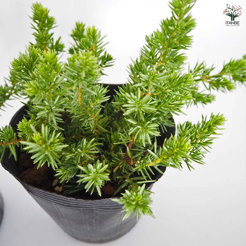 コニファー ブルーパシフィック 【庭木 5号／1個売り】｜ 【植物の