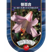 花球根 原種系百合 笹百合 【花球根 1球】|花球根|球根類