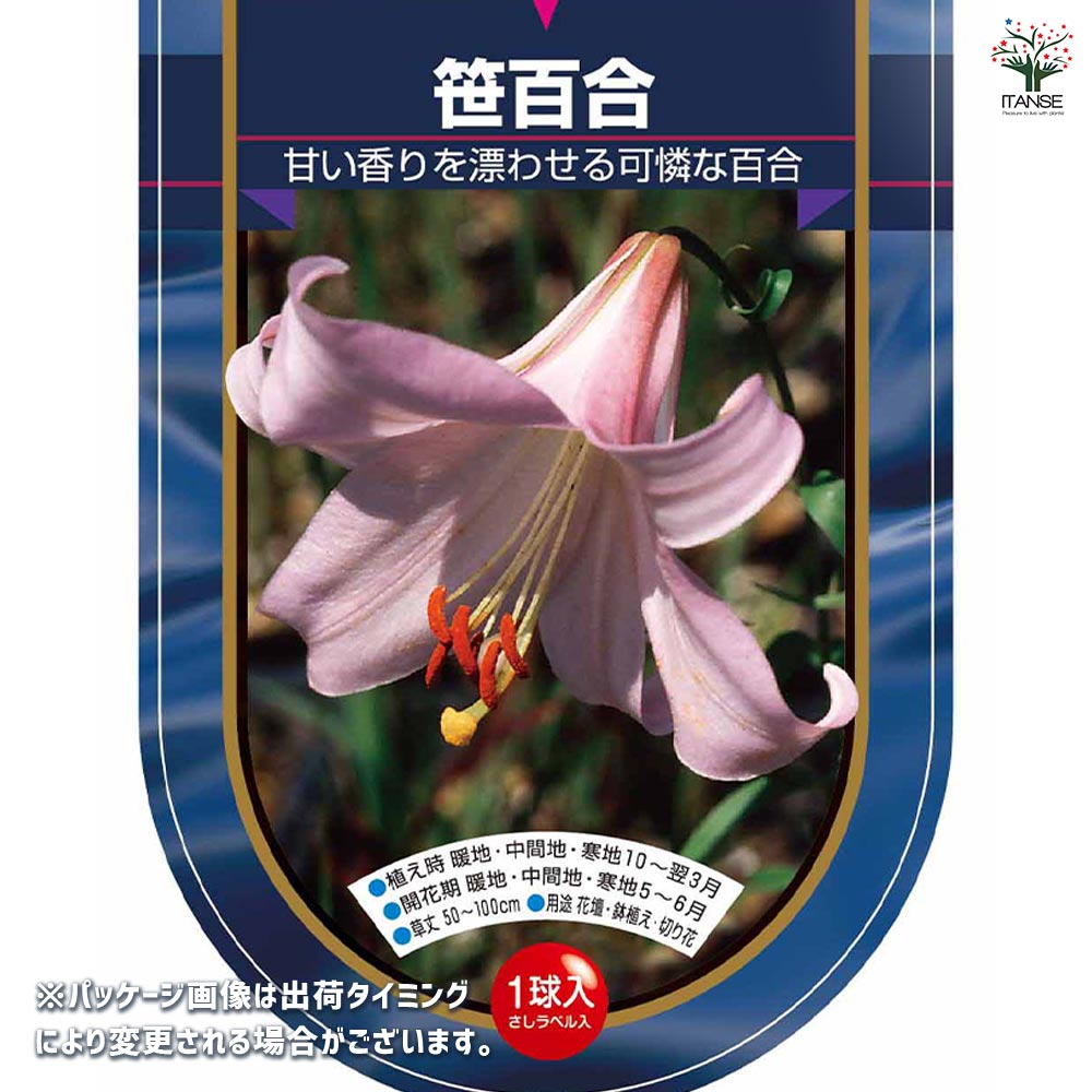 花球根 原種系百合 笹百合 【花球根 1球】｜ 【植物のITANSE