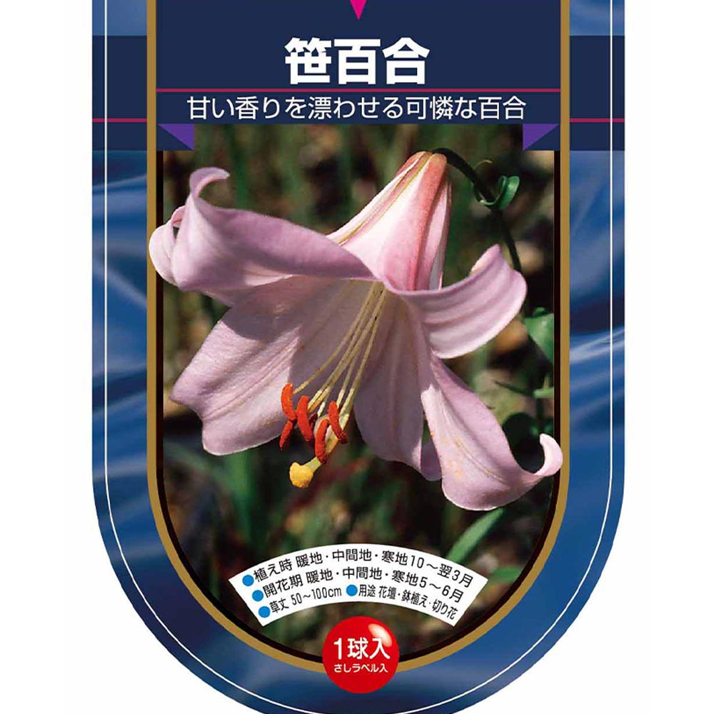 花球根 原種系百合 笹百合 【花球根 1球】