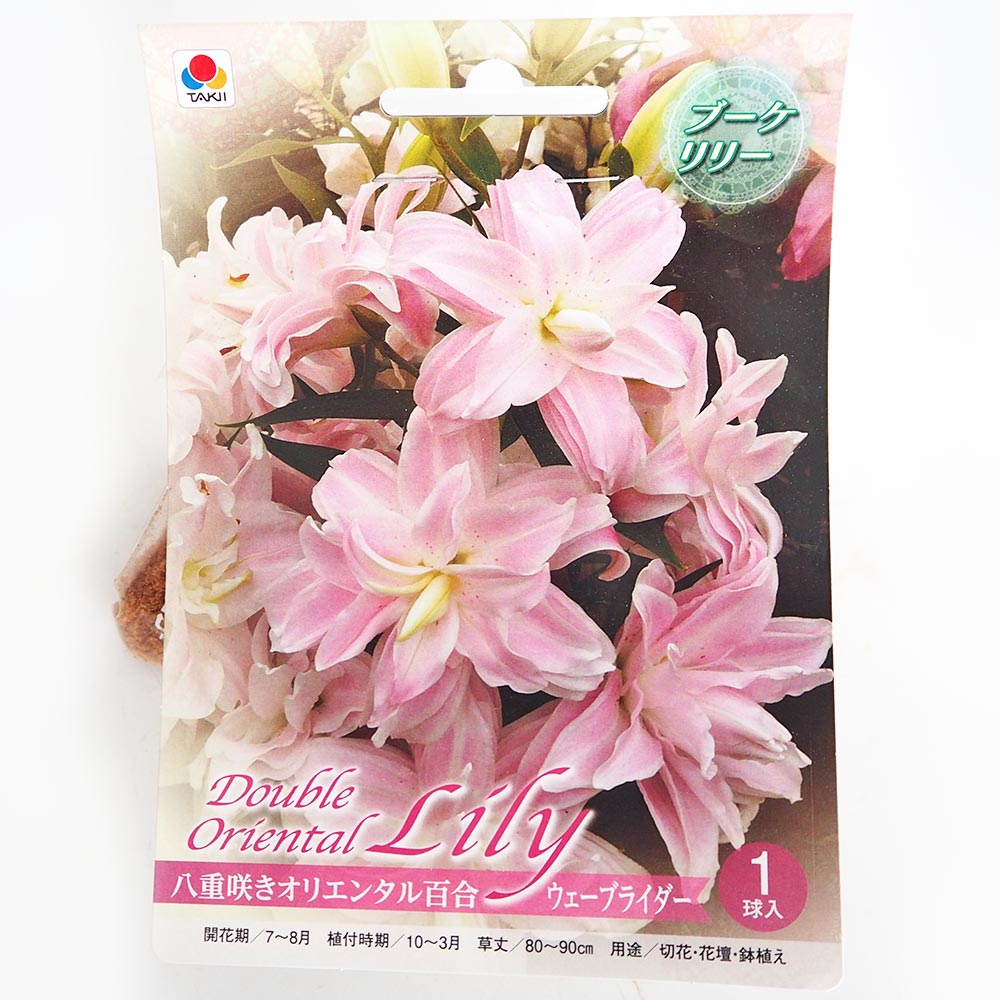 花球根 ブーケリリー ウェーブライダー 【花球根 1球】