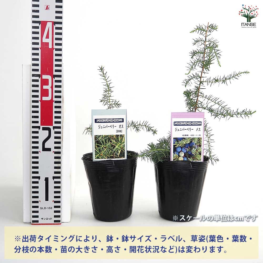 ジュニパーベリー オス メスセット 【果樹の苗木 4号／各1個合計2個