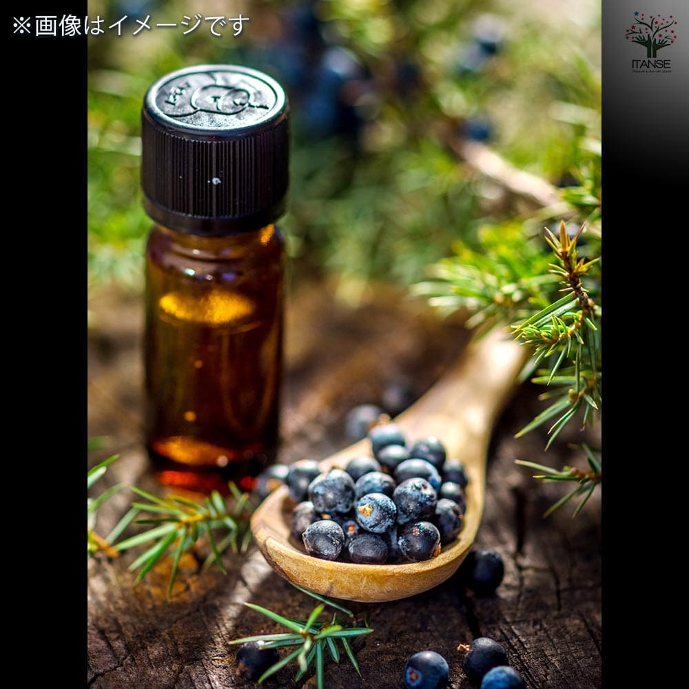 ジュニパーベリー オス メスセット 【果樹の苗木 4号／各1個合計2個