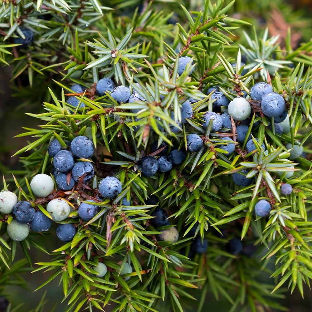 ジュニパーベリー ジュニパー・ベリー HC – ナチュレールオンラインショップ