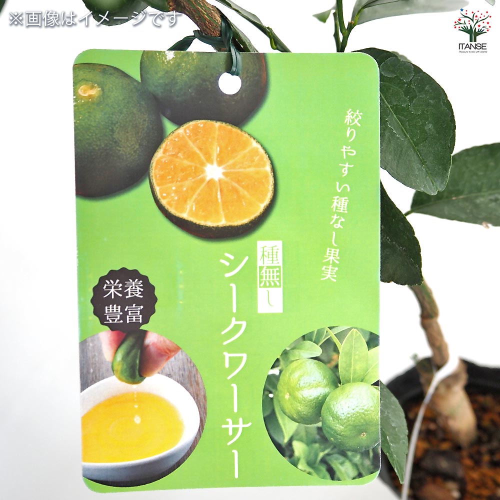 みかんの木（未成熟果実付き）シークワーサー みかんの木（未成熟果実