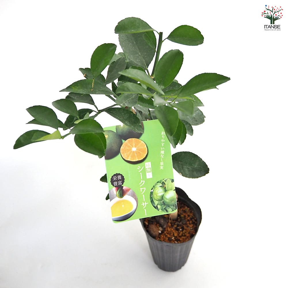 種なしシークワーサー 【果樹の苗木 4号／1個売り】｜ 【植物の