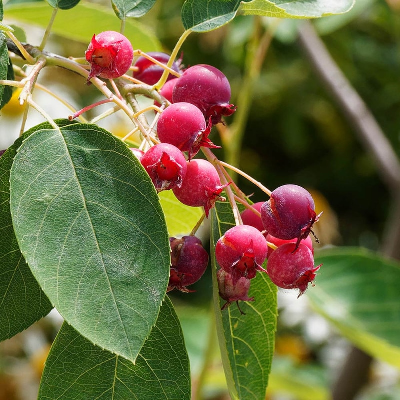 メラレウカ レッドジェム【庭木 7号／1個売り】｜ 【植物の
