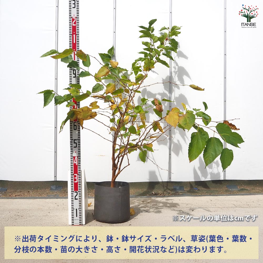 マルベリー(桑の木) シャルロットリュス 【果樹の苗木 8号／1個売り