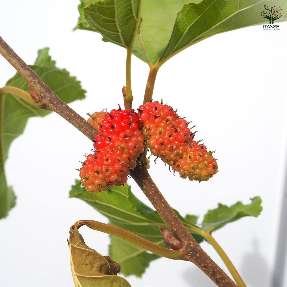 マルベリー　シャルロットリュス　実付　特大株　果樹苗木　果樹苗　果実苗木　実 楽天市場】四季成り マルベリー 「 シャルロット リュス 」 挿木苗 苗