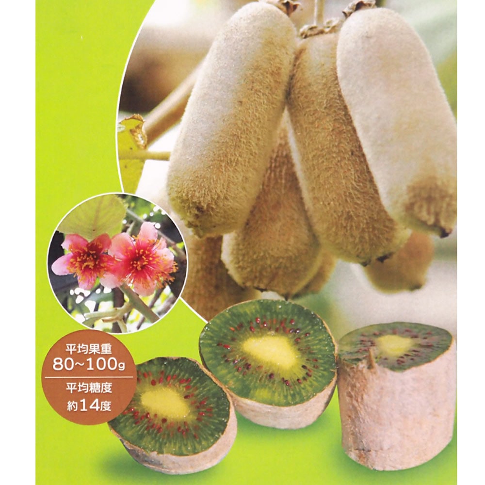 キウイの苗木 ミススンシェ 【果樹の苗木 4号／1個売り】