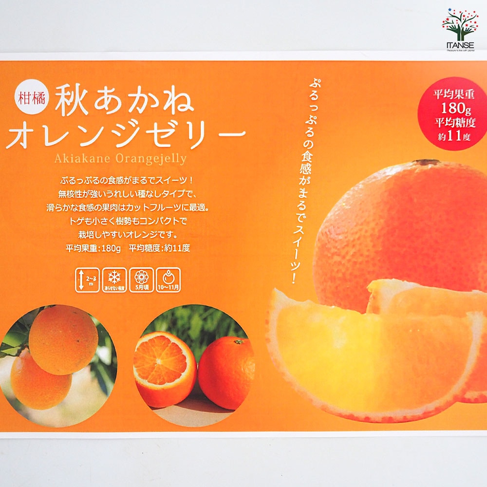 柑橘の苗 秋あかねオレンジゼリー 【果樹の苗木 4号／1個売り