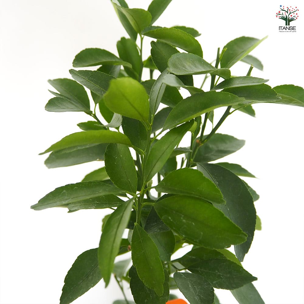 柑橘の苗 秋あかねオレンジゼリー 【果樹の苗木 4号／1個売り