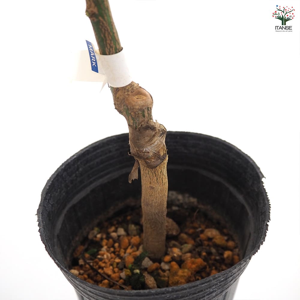 みんなの樹木  ネアリカ  【送料無料】 みんなの樹木 ネアリカ 【送料無料】 ENCYCLOPEDIA OF FLOWERS 植物