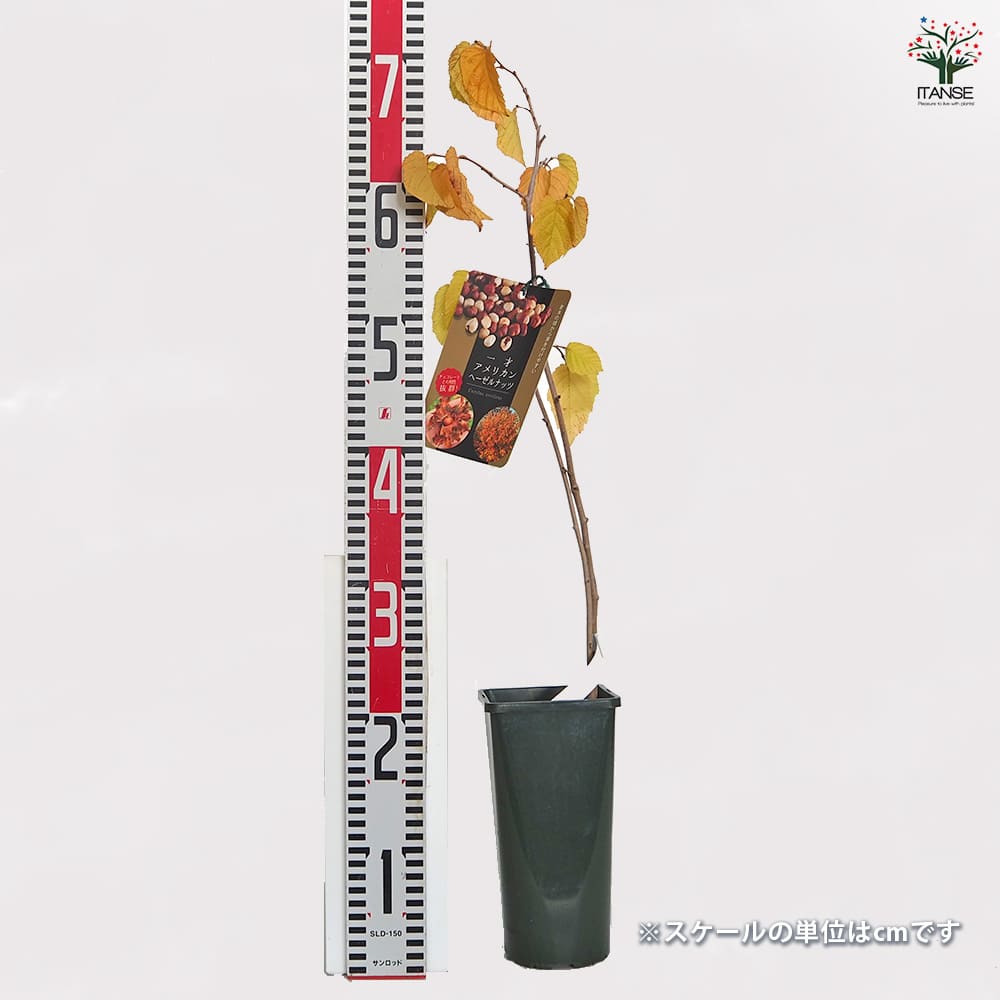 ヘーゼルナッツの苗木 一才アメリカン 【果樹の苗木 4号／1個売り